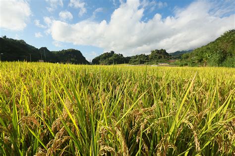 種稻高原逢旱歲